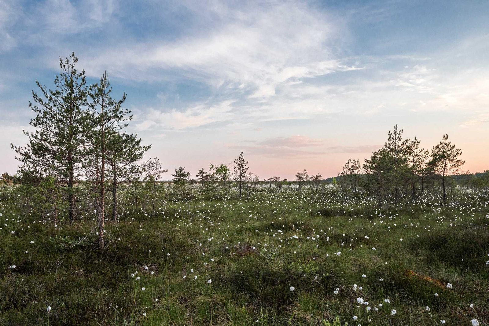 Étendue de landes fleuries sous un ciel de fin de journée